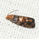 Paralobesia sp.