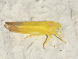 Leafhoppers genus Alebra