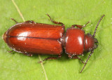 Pole Borer - Neandra brunnea (Parandrinae)