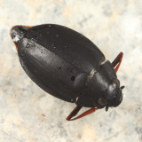 Dineutus emarginatus