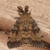 8318 - Gypsy Moth - Lymantria dispar (male)