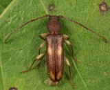 Ash and Privet Borer - Tylonotus bimaculatus