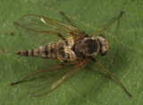 Chrysopilus sp.