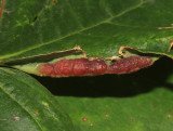 Dasineura communis