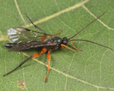Pimpla pedalis (male)
