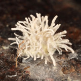 Fungus-ridden Spider - Gibelulla leiopus (also known as Torrubiella leiopus)