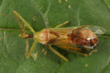 Zelus luridus (parasitized)
