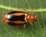 Lebia solea