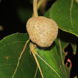 Pemphigus populiglobuli (gall)