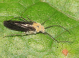 Fungus ridden Caddisfly