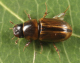 Aphodius pseudolividus