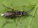 Pachynematus corniger