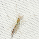 Chironomus subgenus Lobochironomus