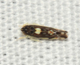 Leafhoppers genus Erasmoneura