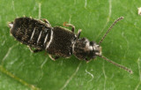 Carpelimus sp.