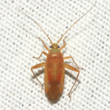 Phytocoris sp.