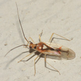 Hyaliodes harti