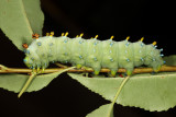 7767 - Cecropia Moth - Hyalophora cecropia