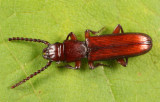 Parasitic Flat Bark Beetles - Passandridae