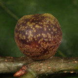  Banded Bullet Gall Wasp - Dryocosmus imbricariae