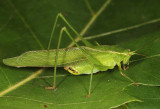Fork-tailed Bush Katydid - Scudderia furcata
