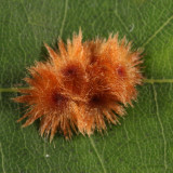 Furry Oak Leaf Gall Wasp - Callirhytis furva