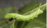 7784 - Pawpaw Sphinx - Dolba hyloeus