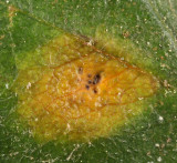 Gymnosporangium globosum - Cedar Hawthorn Rust