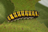 4624 - Grapeleaf skeletonizer caterpillar - Harrisina americana