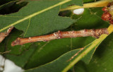 6885 - Oak Besma - Besma quercivoraria