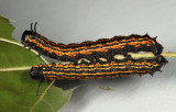 7719 - Orange-striped Oakworm - Anisota senatoria