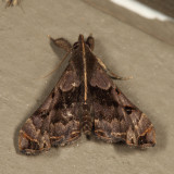 8398 - Faint-spotted Palthis - Palthis asopialis
