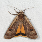 11003.1 - Large Yellow Underwing - Noctua pronuba