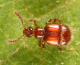 Decarthron velutinum