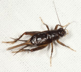 Carolina Ground Cricket - Eunemobius carolinus