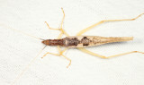 Two-spotted Tree Cricket - Neoxabea bipunctata