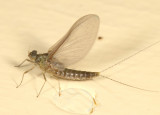 Callibaetis floridanus (female subimago)