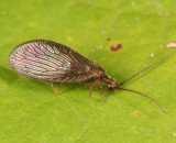 Sisyra vicaria