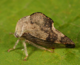 Telamona reclivata