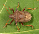 Picromerus bidens (male)