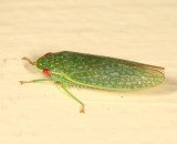 Leafhoppers genus Rugosana