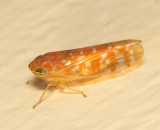 Leafhoppers genus Bandara