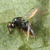 Ormyrus sp. (male)