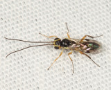 Tryphoninae