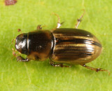 Aphodius pseudolividus