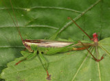 Seaside Meadow Katydid - Orchelimum fidicinium