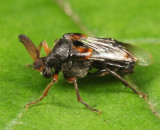 Ripiphorus fasciatus