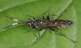 Coelichneumon azotus (female)