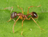 Aphaenogaster rudis