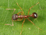 Aphaenogaster rudis